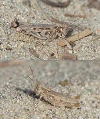 Dociostaurus jagoi occidentalis