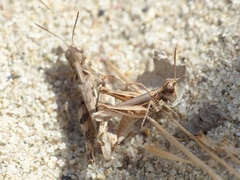 Dociostaurus jagoi occidentalis