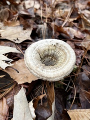 Polyporus radicatus