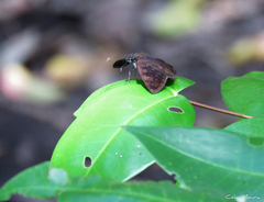 Pellicia