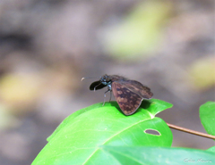 Pellicia