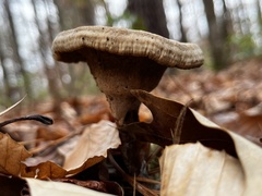 Polyporus radicatus