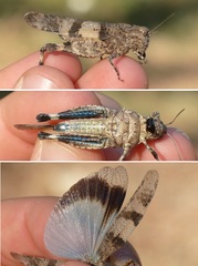 Oedipoda caerulescens sardeti