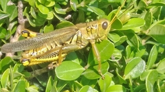 Melanoplus differentialis