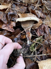 Polyporus radicatus