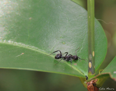 Camponotus leydigi