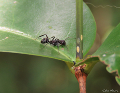 Camponotus leydigi