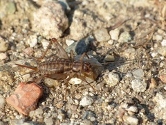 Petaloptila andreinii