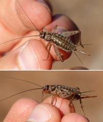 Petaloptila andreinii