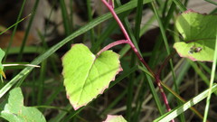 Centella erecta