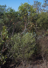 Rhadinothamnus rudis