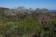 Eucalyptus pleurocarpa