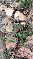 Micrurus altirostris