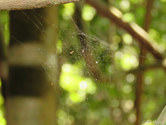 Nihonhimea tesselata