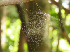 Nihonhimea tesselata