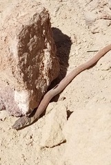Delma elegans