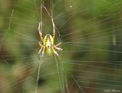 Araneus venatrix