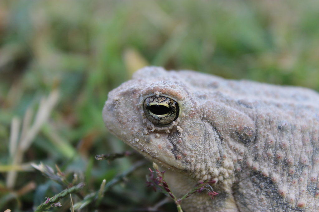 North American Toads from Franklin County, MO, USA on September 25
