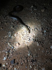 Suta punctata