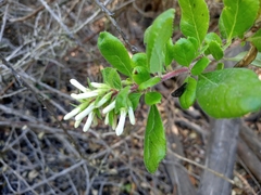 Escallonia illinita