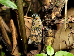 Enchophora sanguinea