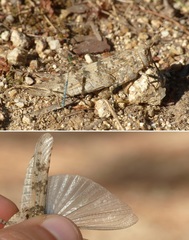 Sphingonotus corsicus