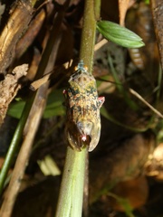 Enchophora sanguinea