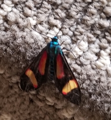 Cyanopepla submacula