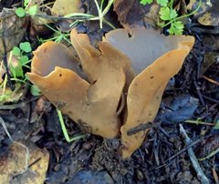 Otidea alutacea