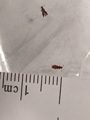 Oryzaephilus surinamensis