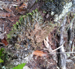 Pseudocyphellaria wilkinsii