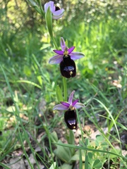 Ophrys bertolonii