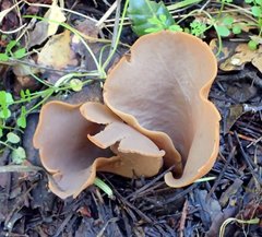 Otidea alutacea