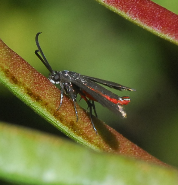 Osminia rubrialvus