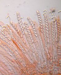 Otidea alutacea