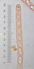 Otidea alutacea