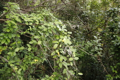 Cynanchum obtusifolium
