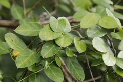 Cynanchum obtusifolium