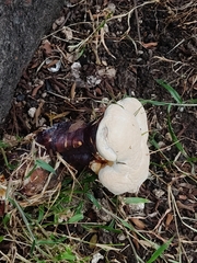Ganoderma
