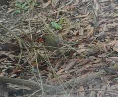 Cardinalis cardinalis