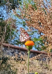 Dione moneta