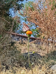 Dione moneta