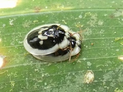 Aslamidium semicirculare