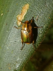 Callistethus
