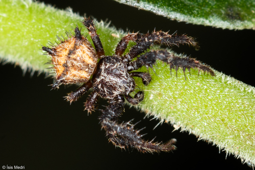 Epicadinus marmoratus