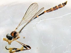 Leptopteromyia americana