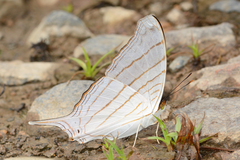 Marpesia livius
