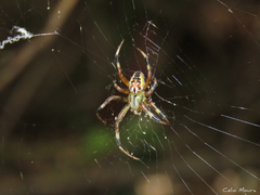 Araneus venatrix