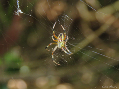 Araneus venatrix