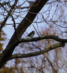 Junco hyemalis